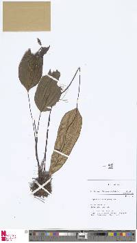 Syngramma alismifolia image