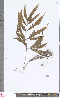 Image of Tectaria jacobsii