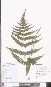 Image of Deparia japonica