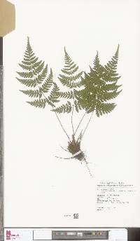 Dryopteris sparsa image