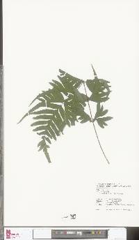 Pteris semipinnata image