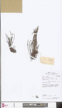 Haplopteris malayensis image