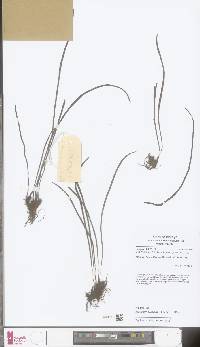 Image of Haplopteris malayensis