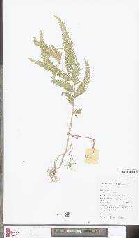 Image of Selaginella gracilis