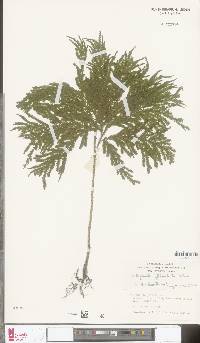 Selaginella firmuloides image