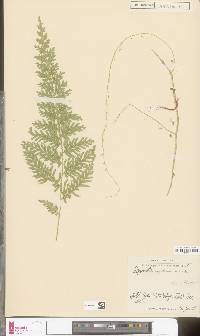 Image of Selaginella hieronymiana