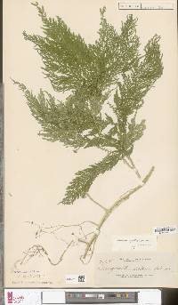 Image of Selaginella gastrophylla