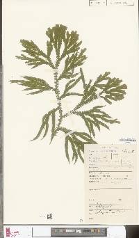 Image of Selaginella atroviridis