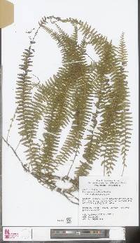 Lindsaea repens var. sessilis image