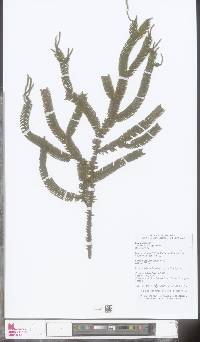 Image of Selaginella kerstingii