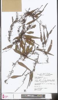 Image of Lemmaphyllum accedens