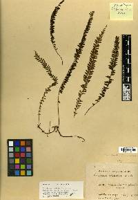 Lindsaea pulchella image