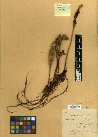 Elaphoglossum sclerophyllum image