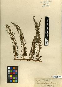 Image of Diplopterygium elmeri