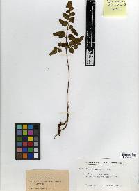 Lindsaea rufa image