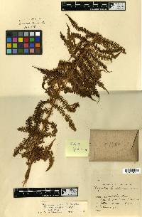 Image of Pleocnemia seranensis
