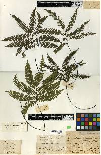 Adiantum terminatum image