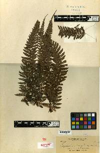 Polystichum moluccense image