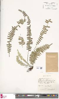 Asplenium holophlebium image