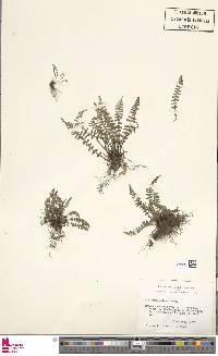 Hymenasplenium excisum image