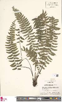 Asplenium pseudoerectum image