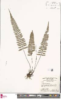 Asplenium auritum image