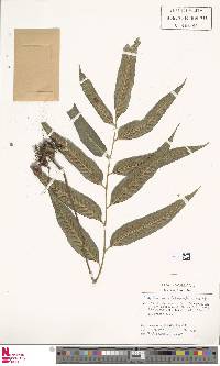 Asplenium oligophyllum image