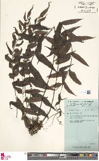 Asplenium anisophyllum image