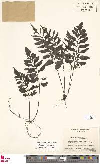 Hymenasplenium obtusifolium image