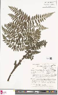 Asplenium acuminatum image