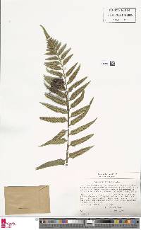 Asplenium wrightii image