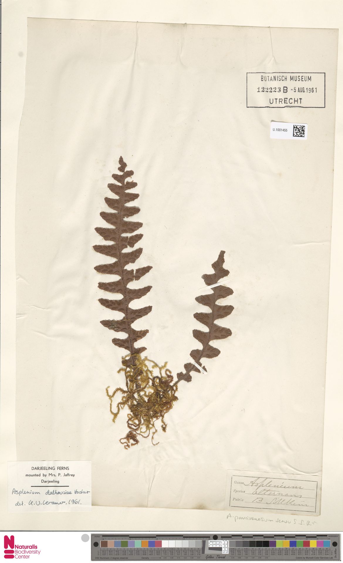 Asplenium dalhousiae image