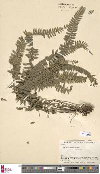 Asplenium bangii image