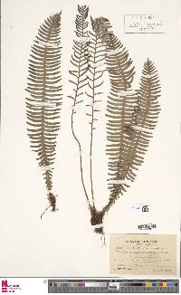 Blechnum nipponicum image