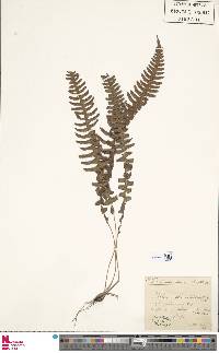 Austroblechnum leyboldtianum image