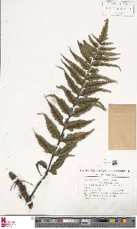 Asplenium serra var. imrayanum image