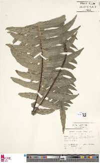 Image of Austroblechnum jamaicense