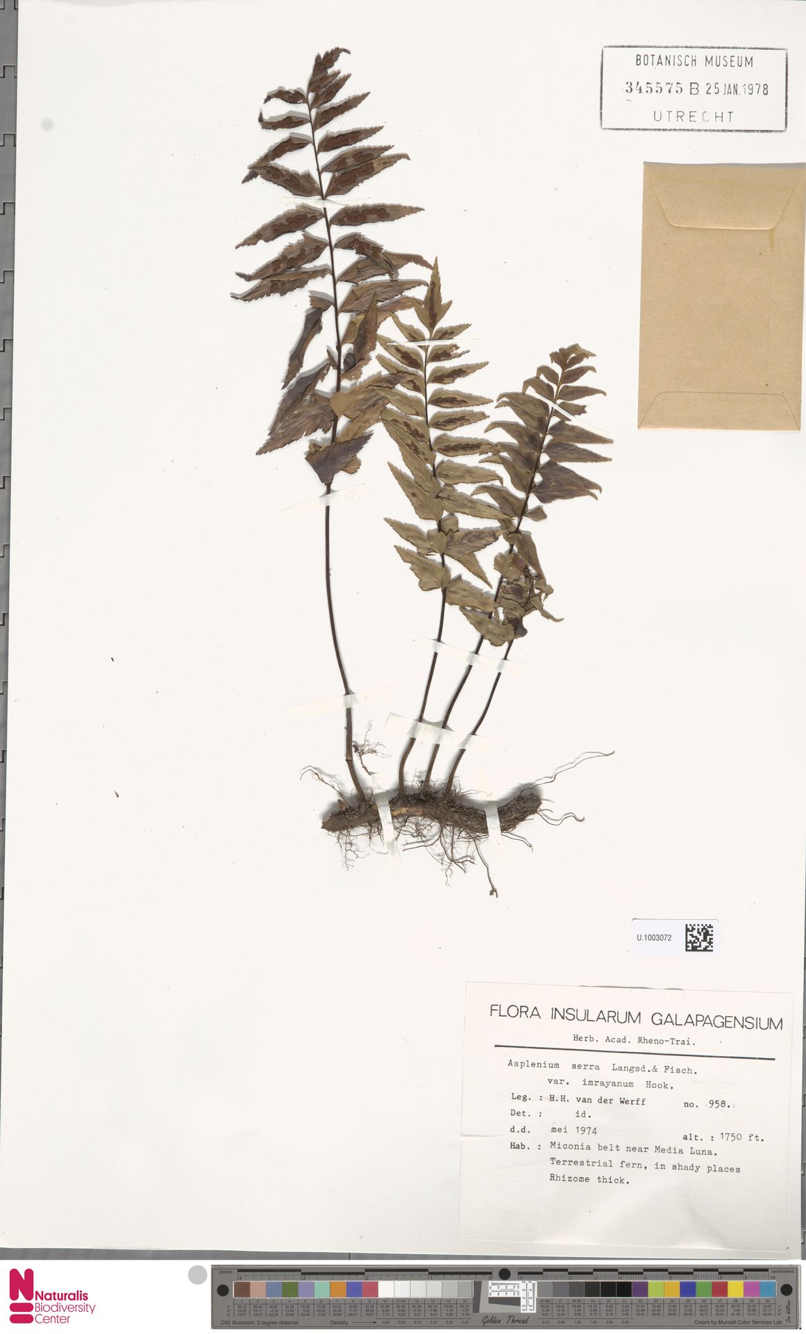 Asplenium serra var. imrayanum image