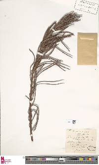 Lomariocycas schomburgkii image
