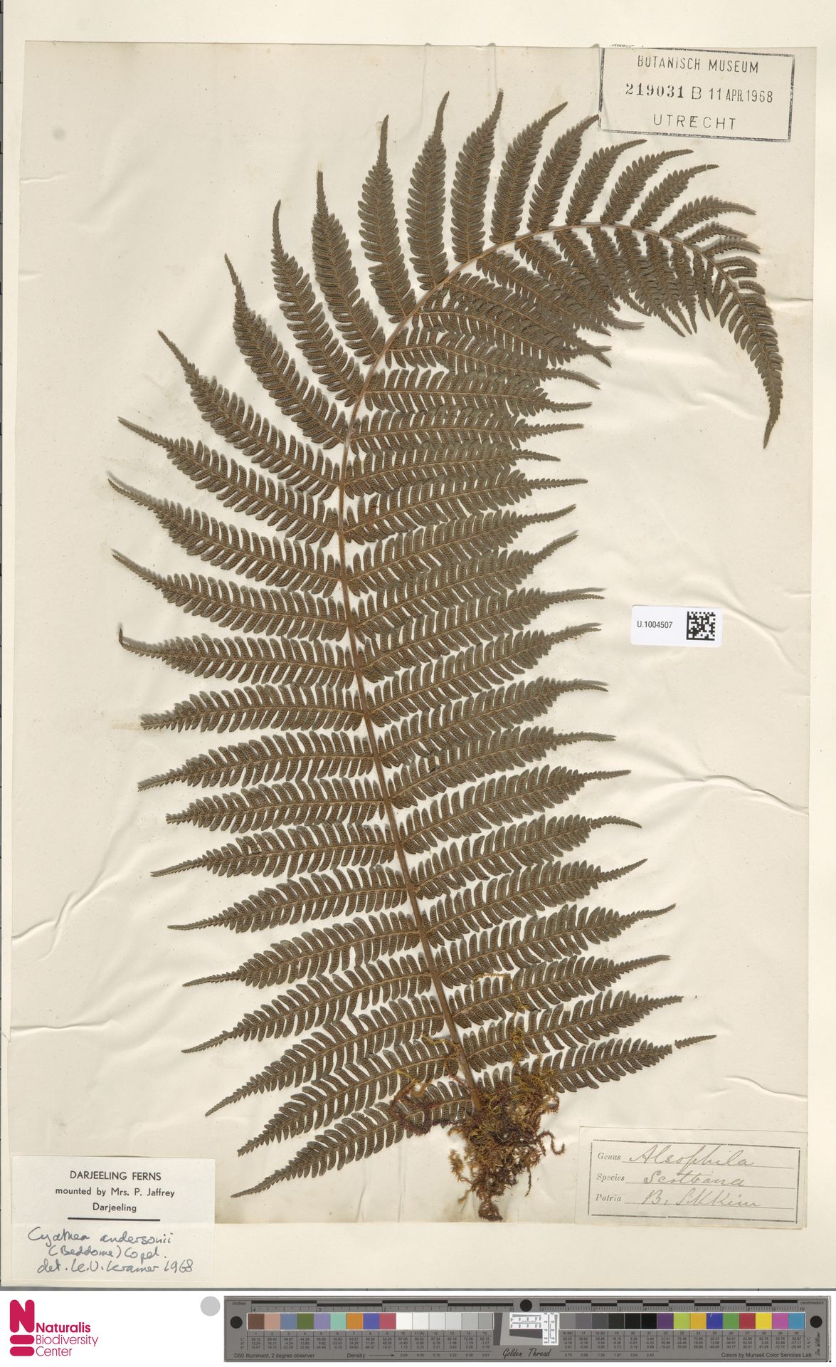 Alsophila andersonii image