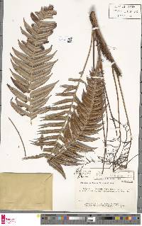 Blechnum meridense image