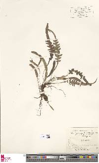 Lomaridium acutum image