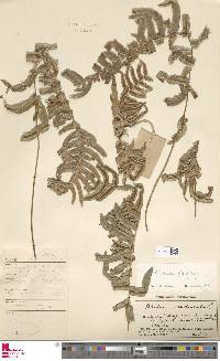 Blechnum appendiculatum image