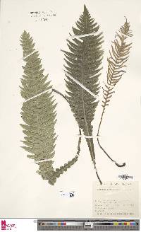 Austroblechnum norfolkianum image