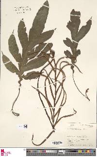 Austroblechnum patersonii image
