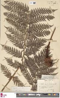 Woodwardia fimbriata image