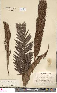 Lomariocycas tabularis image