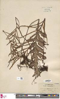 Austroblechnum patersonii image