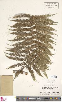 Cyathea arborea image