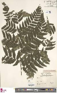 Cyathea grandifolia image